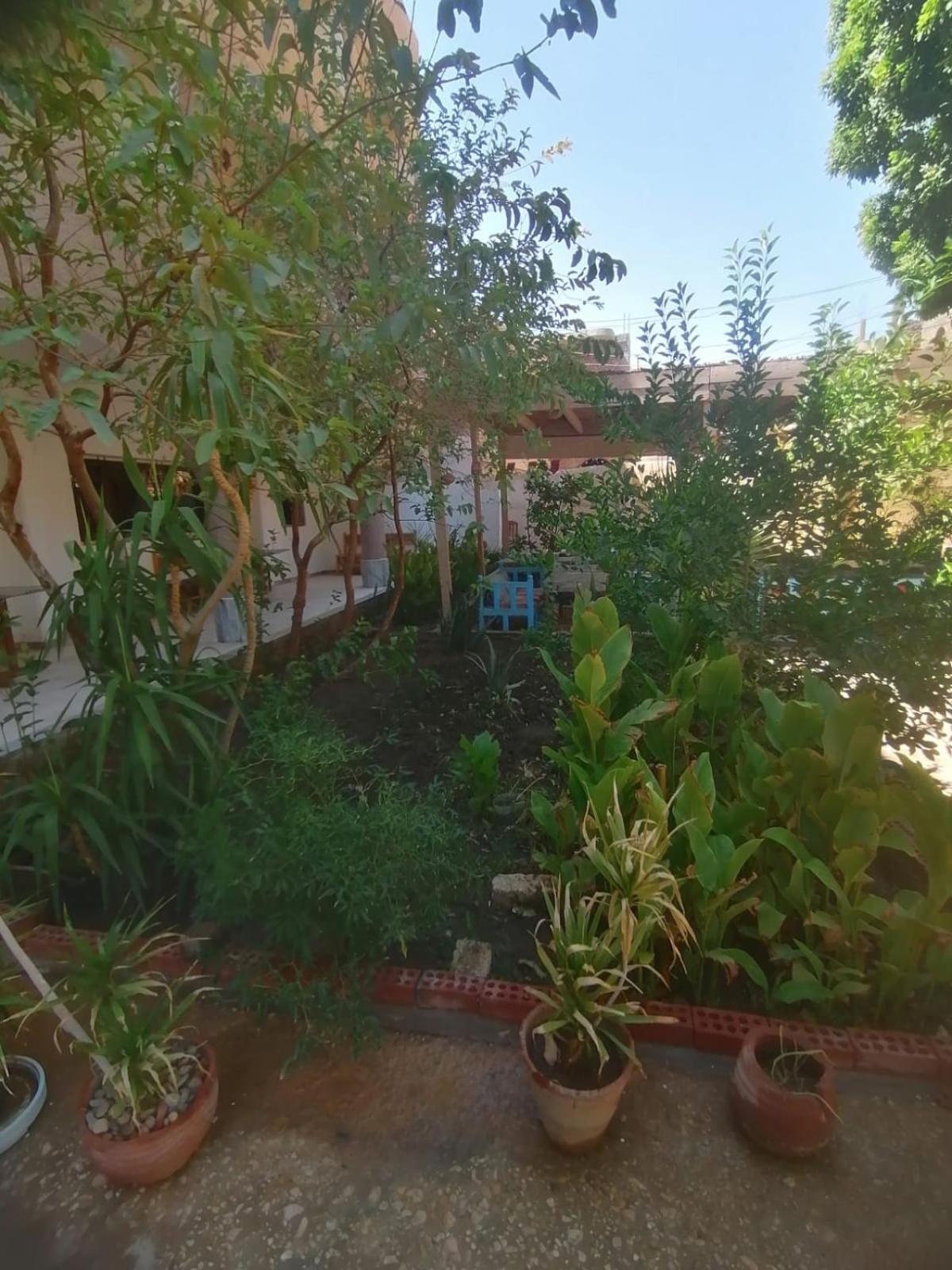 Rose Guest House Luxor Exterior photo